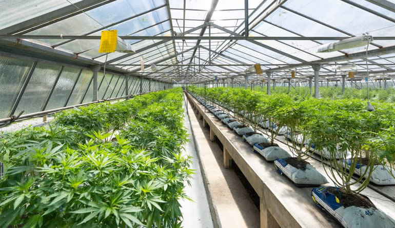 marihuana plantation